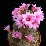 Mammillaria sheldonii JLcoll.2963.JPG